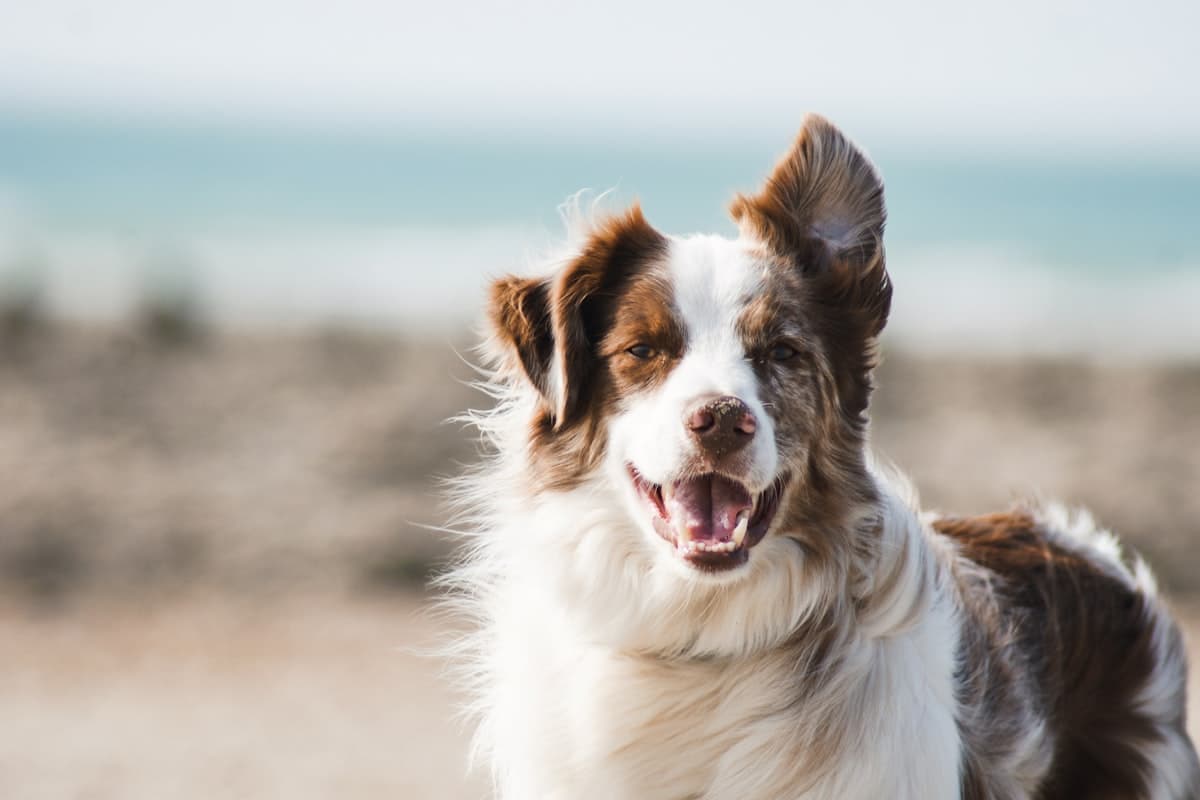 Best Dog Training Tips for New Owners