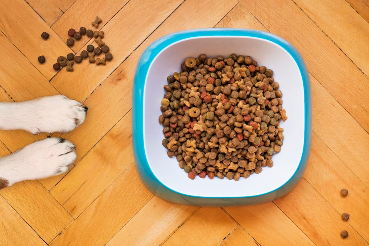 Best Pet Food Brands for Dogs and Cats