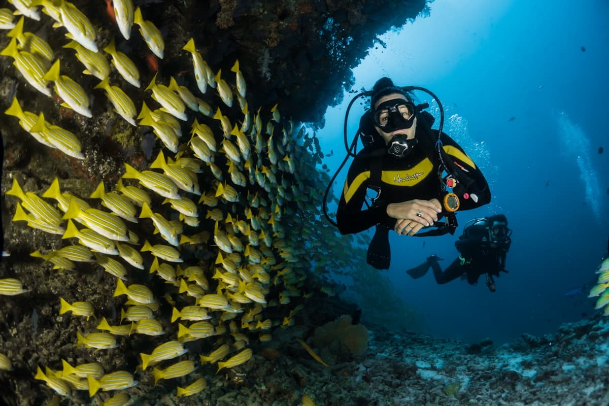 Best Tropical Aquarium Fish for Beginners