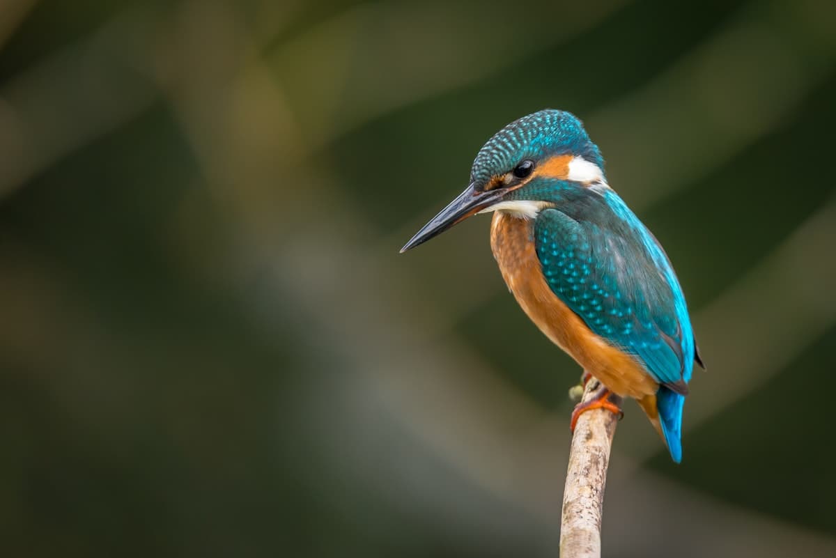 Best Pet Birds for Beginners and Families