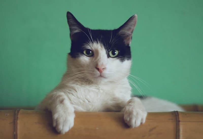 Maine Coon