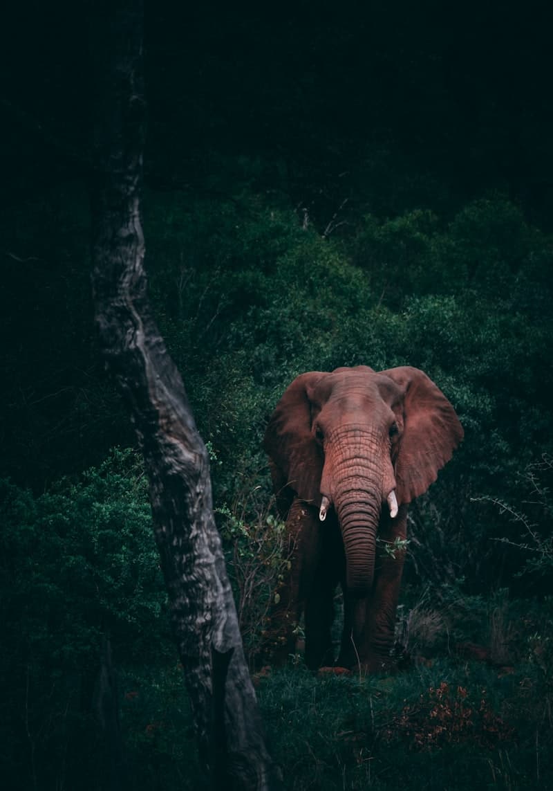 Masai Mara, Kenya