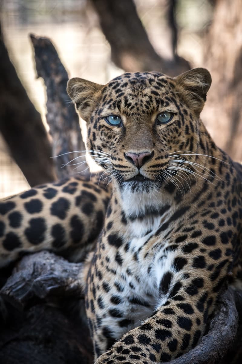 Omaha's Henry Doorly Zoo & Aquarium