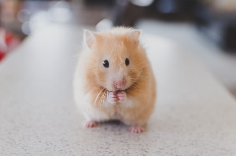 Tarantula