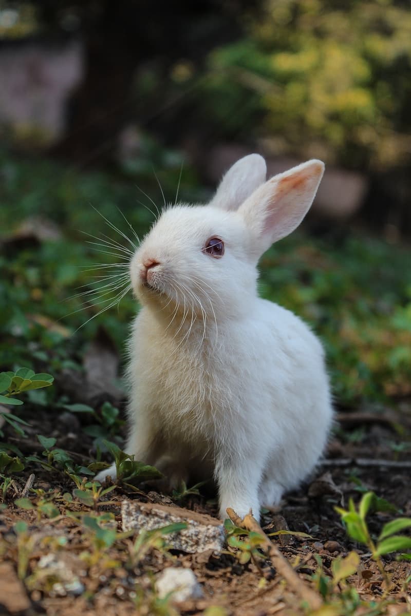 Litter Training Your Rabbit