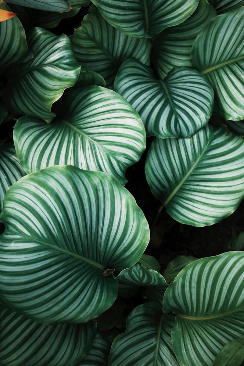 Monstera Deliciosa
