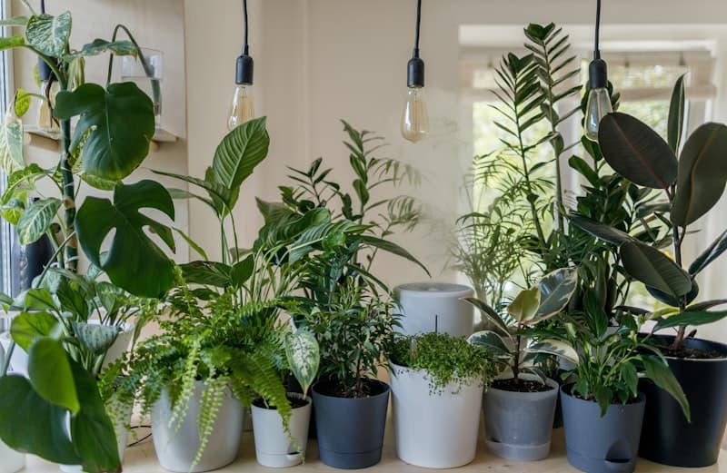 Start with Easy Plants
