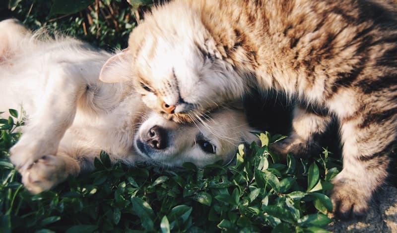Pet Care and Pet Products