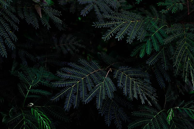 Visit Italy for Rapid Immersion