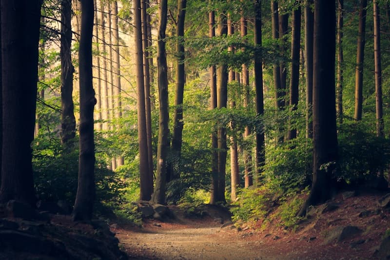 Fuji Rock, Japan