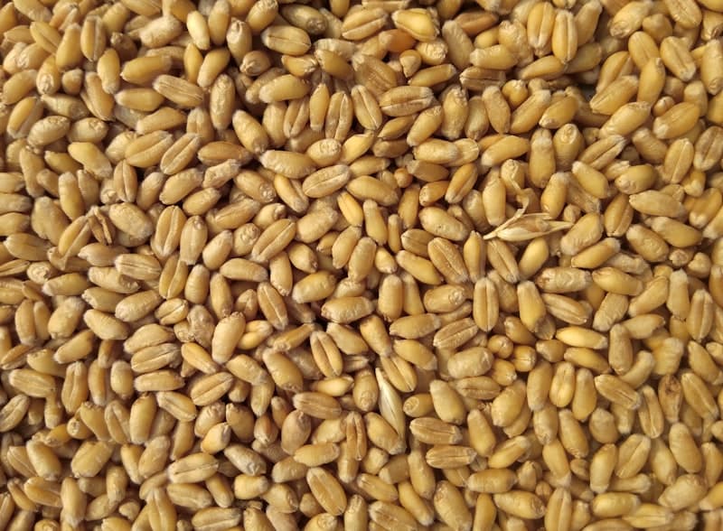 Practice Crop Rotation